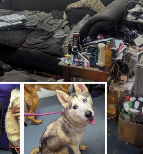 Brothers banned from keeping pets after dogs found starving