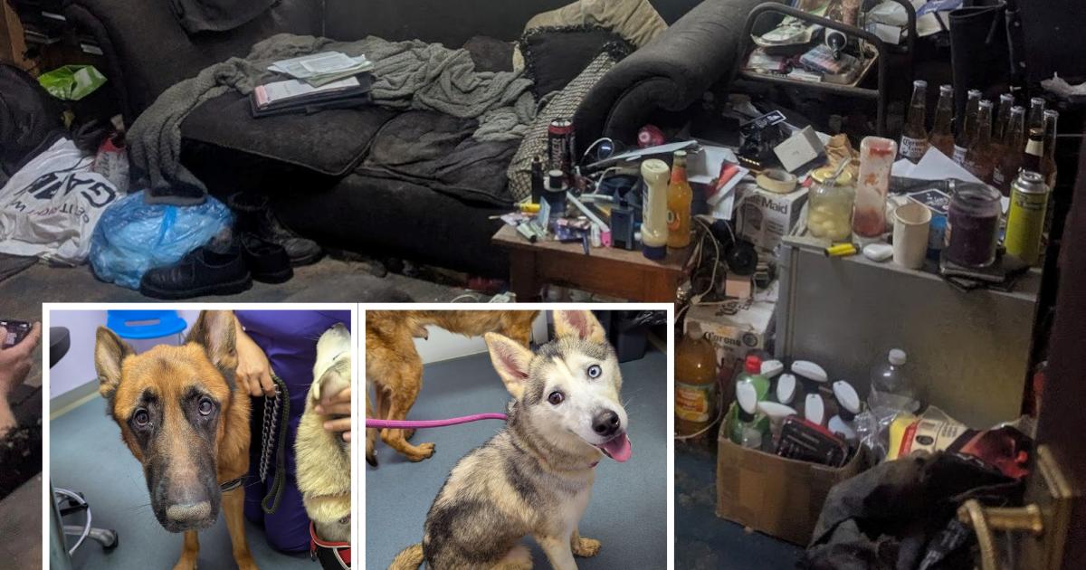 Brothers banned from keeping pets after dogs found starving