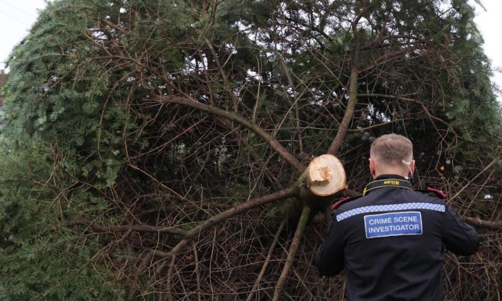 Two arrested after Shotton Colliery Christmas tree cut down