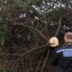 Two arrested after Shotton Colliery Christmas tree cut down