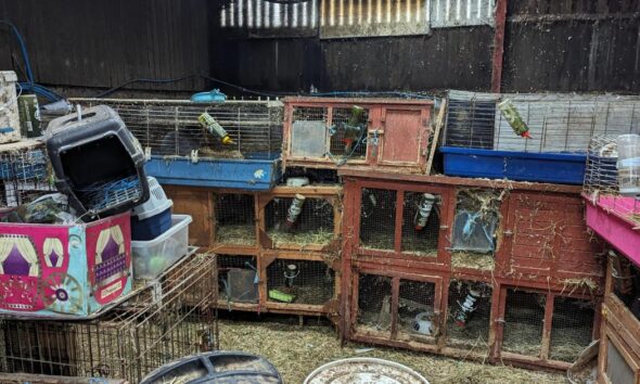 RSPCA issues picture of shocking guinea pig conditions