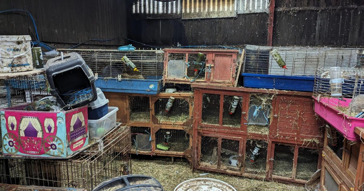 RSPCA issues picture of shocking guinea pig conditions
