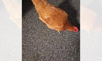 Eggborough: Chicken handed in at local police station