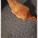 Eggborough: Chicken handed in at local police station