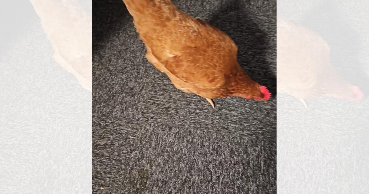Eggborough: Chicken handed in at local police station