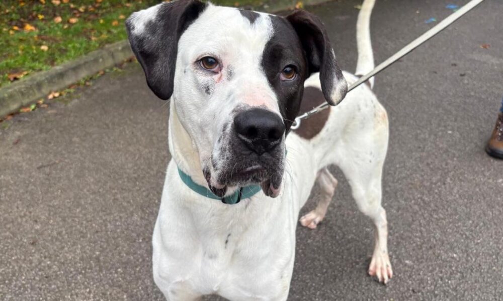 RSPCA York seeks loving home for Great Dane cross Dennis