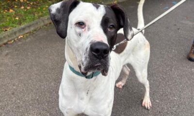 RSPCA York seeks loving home for Great Dane cross Dennis