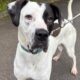 RSPCA York seeks loving home for Great Dane cross Dennis