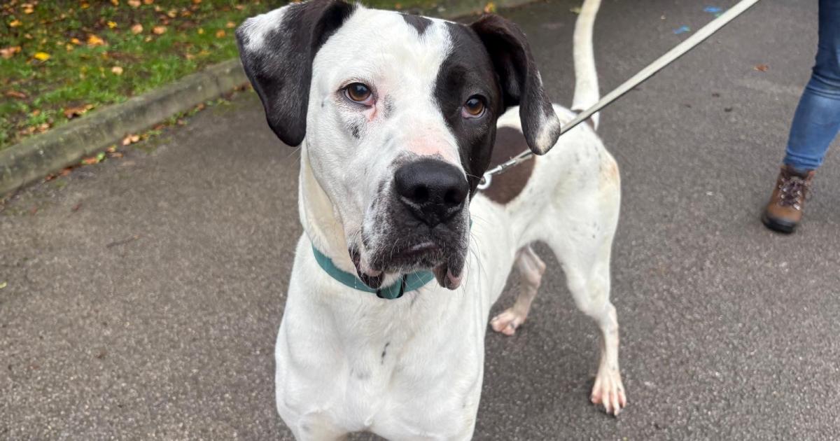 RSPCA York seeks loving home for Great Dane cross Dennis