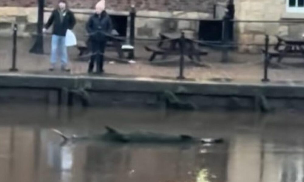 'Creature' spotted in River Ouse in York city centre