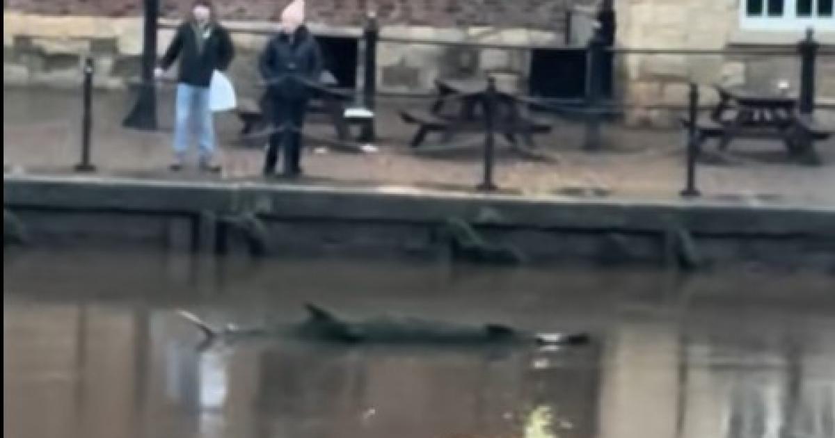 'Creature' spotted in River Ouse in York city centre