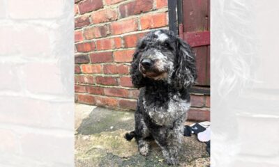 'Terrified' dog left abandoned in Stanley, County Durham