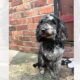 'Terrified' dog left abandoned in Stanley, County Durham