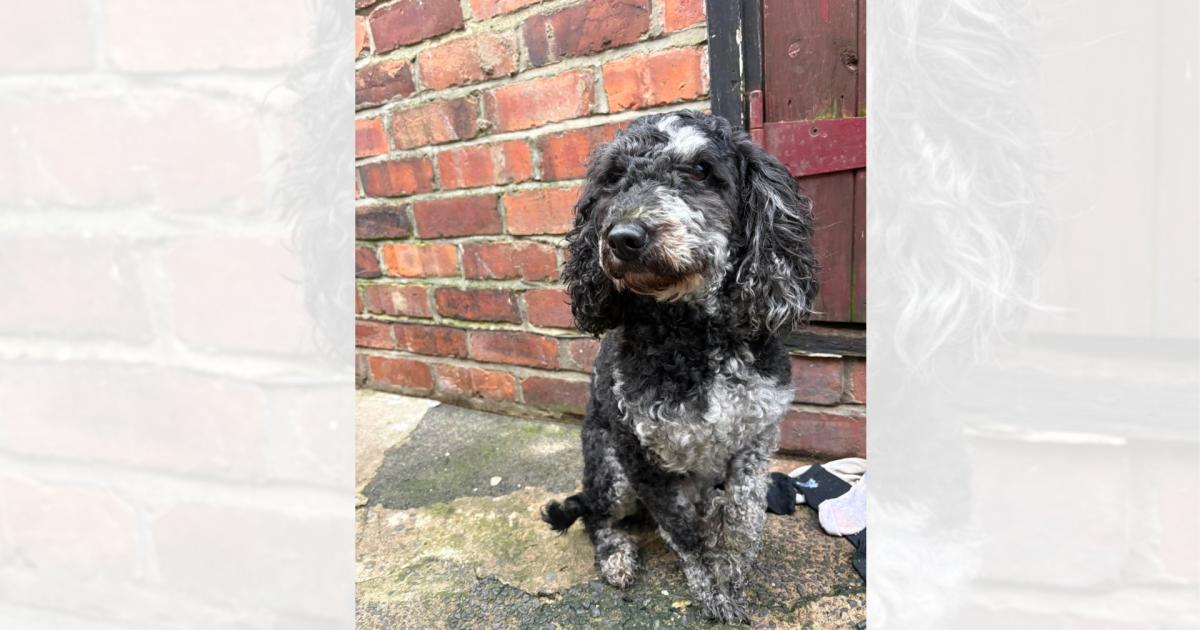 'Terrified' dog left abandoned in Stanley, County Durham