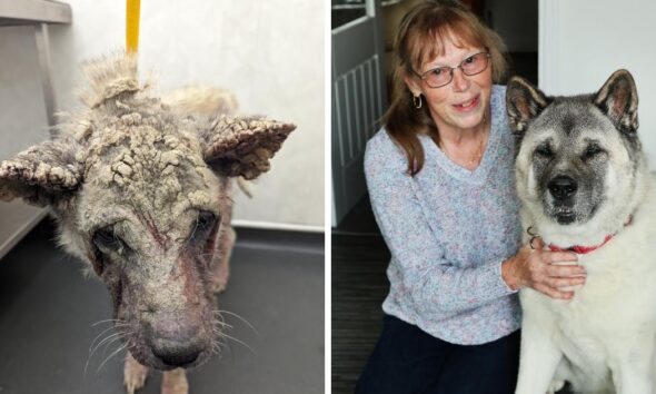 Dog with worst skin condition found new Durham home