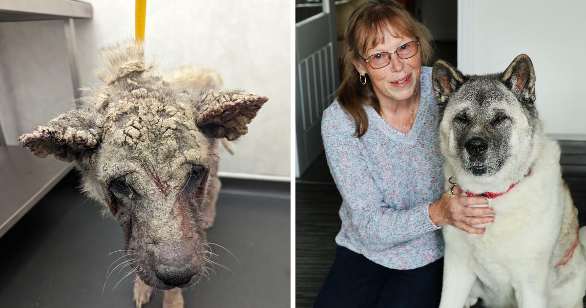 Dog with worst skin condition found new Durham home