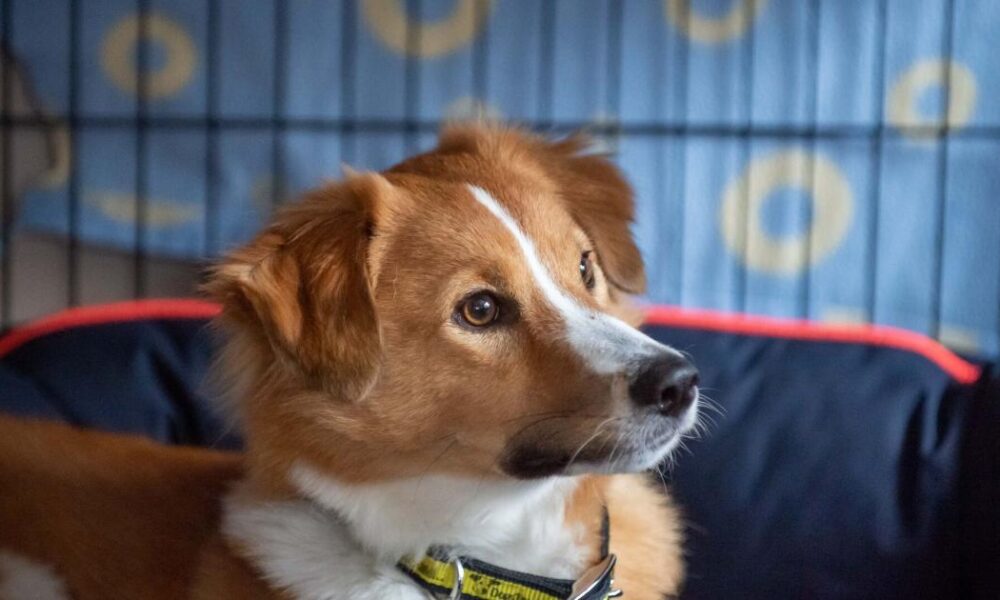 Dogs Trust Darlington advice for owners this New Year's Eve