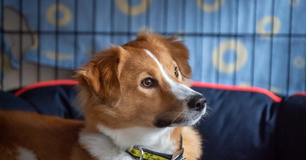 Dogs Trust Darlington advice for owners this New Year's Eve