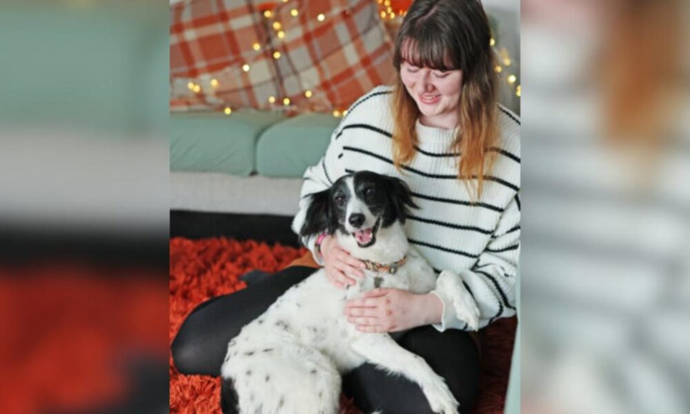 Northallerton RSPCA rescue neglected springer spaniel
