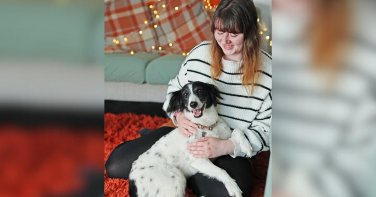 Northallerton RSPCA rescue neglected springer spaniel