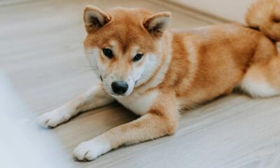 What Next as Dogecoin Slides Alongside Bitcoin, Memecoins