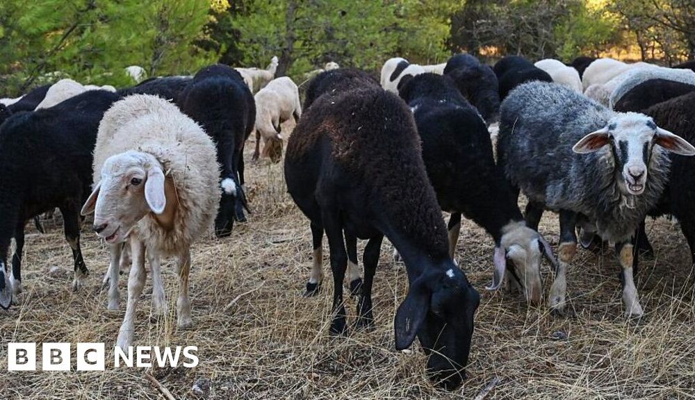 Greek sheep and goat cull raises fears of feta cheese shortage