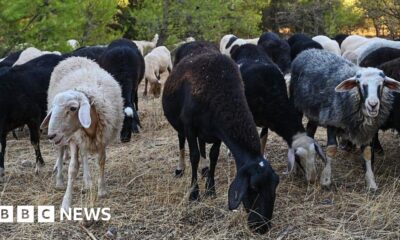 Greek sheep and goat cull raises fears of feta cheese shortage