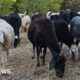 Greek sheep and goat cull raises fears of feta cheese shortage
