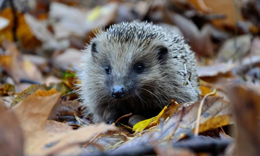 How To Be Kind To Nature This Winter, From Experts