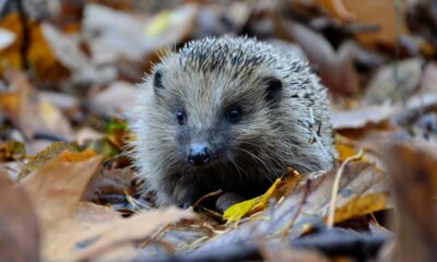 How To Be Kind To Nature This Winter, From Experts