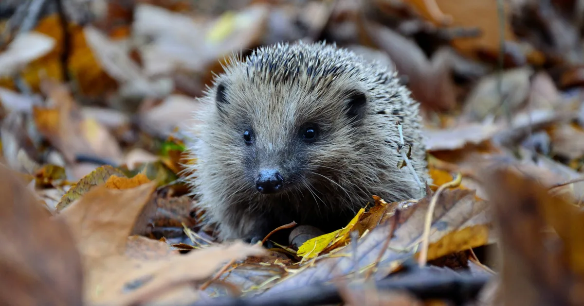 How To Be Kind To Nature This Winter, From Experts