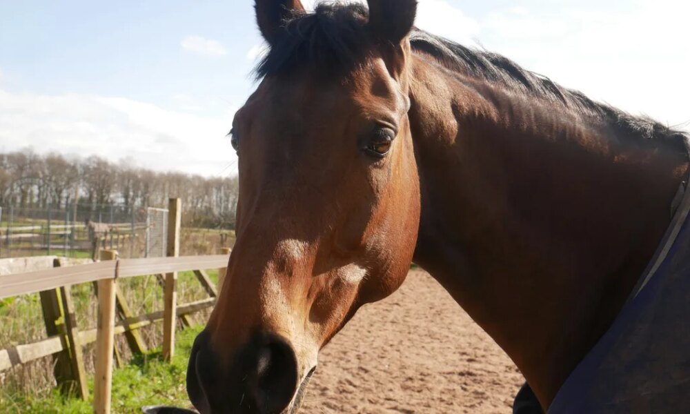 So THAT's Why All Thoroughbred Racehorses Share A Birthday