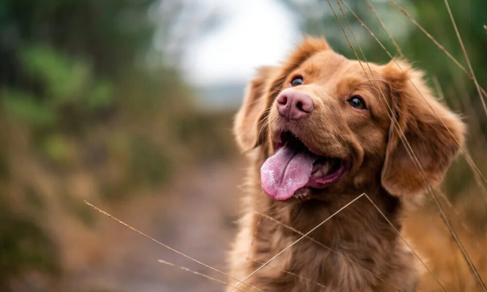 Dogs Emotions Aren't Quite How Humans Read Them
