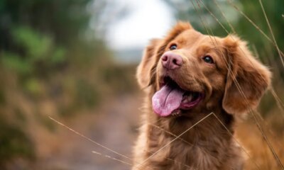 Dogs Emotions Aren't Quite How Humans Read Them
