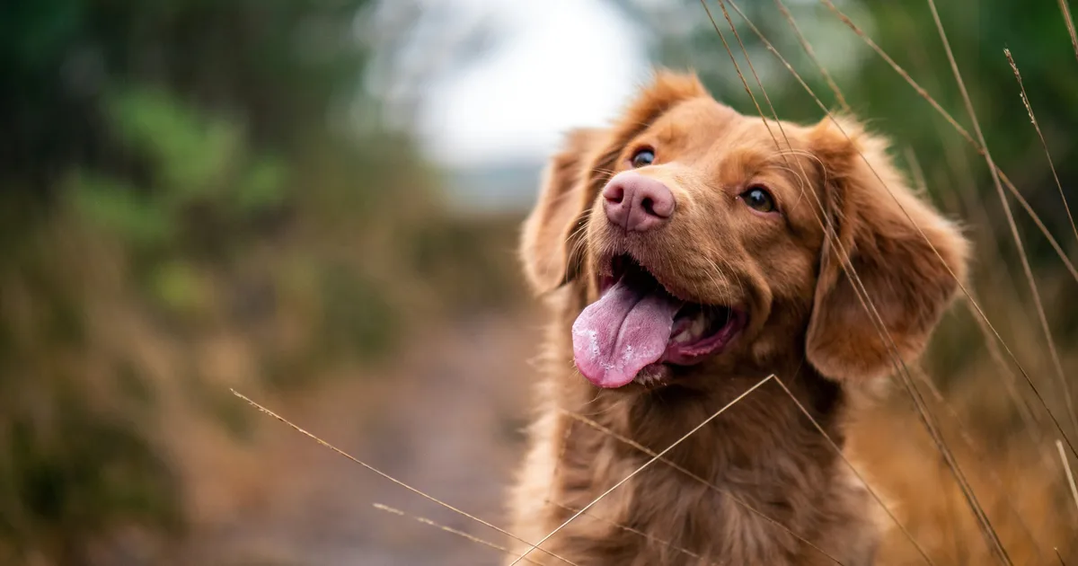Dogs Emotions Aren't Quite How Humans Read Them