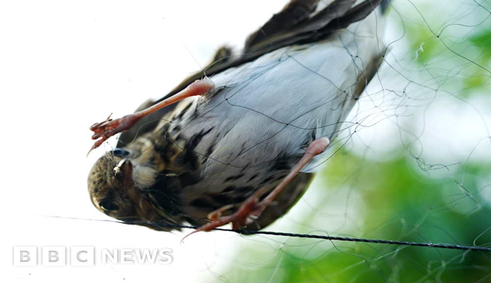 On the trail of poachers illegally trapping rare songbirds