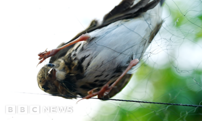 On the trail of poachers illegally trapping rare songbirds