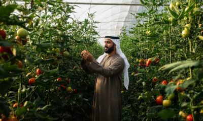 Abu Dhabi agriculture al ain farming