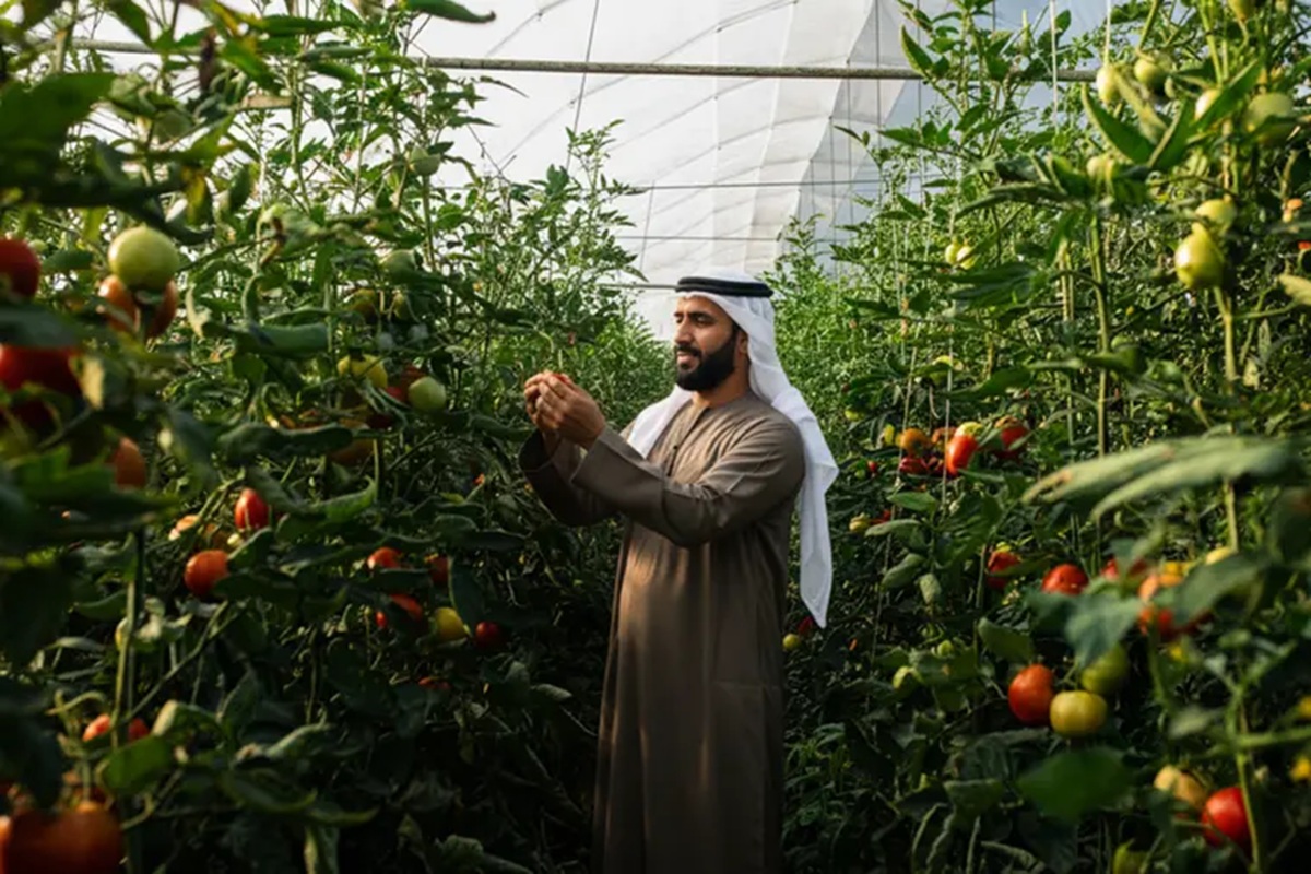 Abu Dhabi agriculture al ain farming
