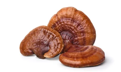 Mushroom businesses create non-profit organization