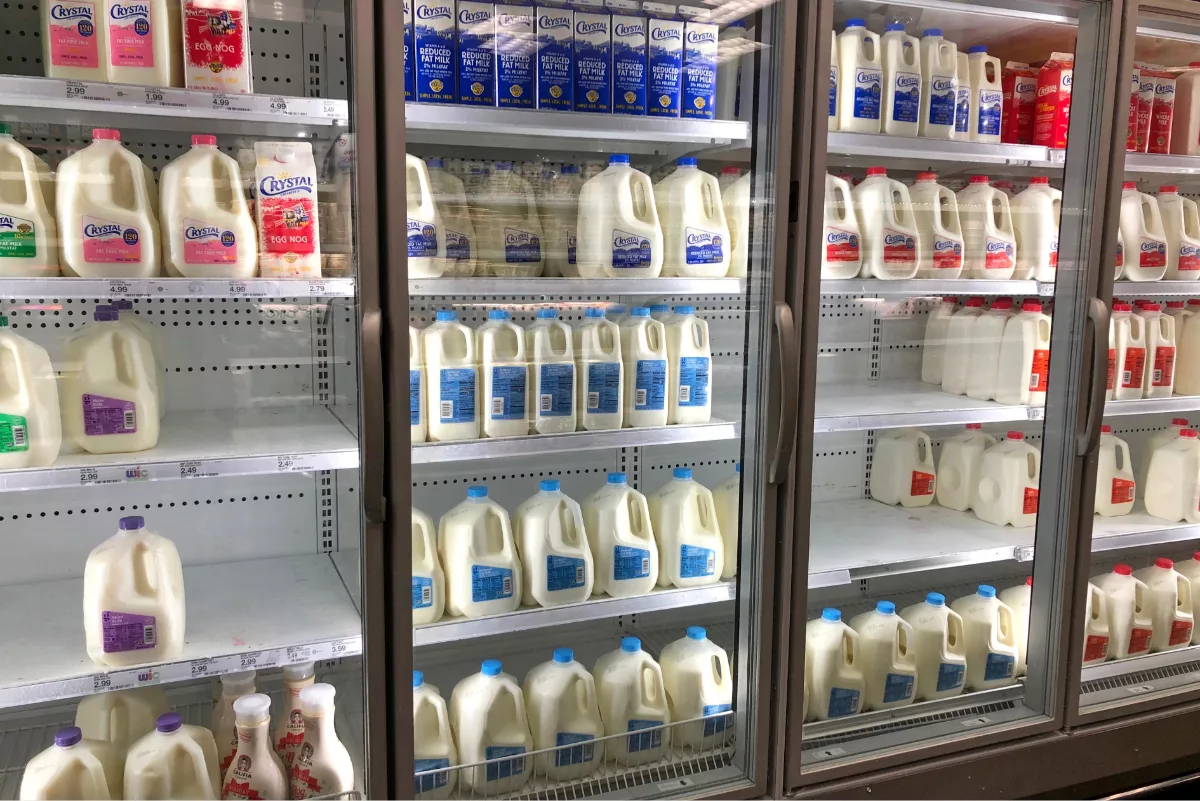 Fluid milk makes a comeback