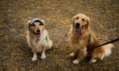 2000 dogs and their owners meet for unofficial record attempt
