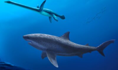 Before megalodon, researchers say a monstrous shark ruled ancient Australian seas