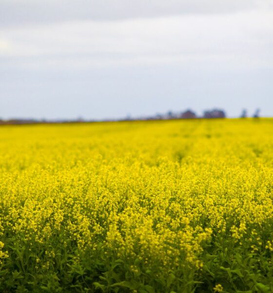 Opinion: China’s back for Australian canola