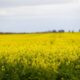 Opinion: China’s back for Australian canola