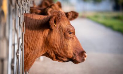 No beef with the US, but local is best