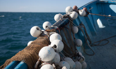 Fishing industry ‘shell-shocked’ by demersal species ban