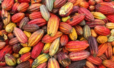 Nestle, research partners map cocoa diversity