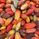 Nestle, research partners map cocoa diversity