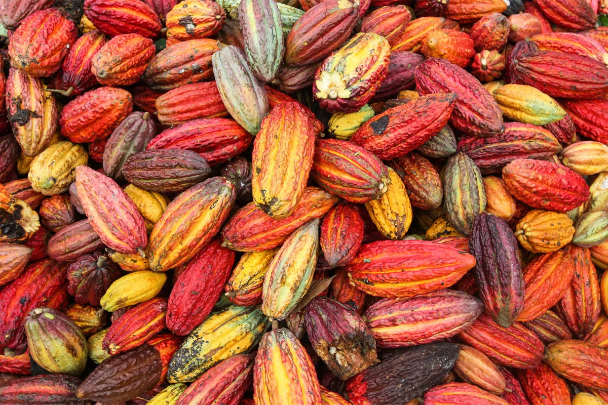 Nestle, research partners map cocoa diversity